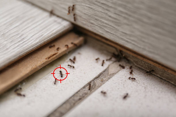 Best Residential Pest Control  in Ponchatou, LA