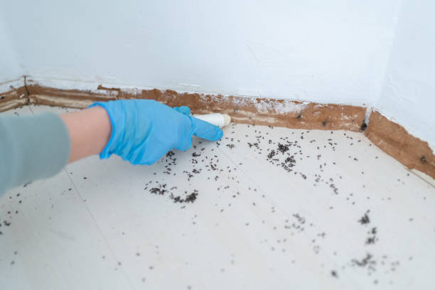 Best Termite Control Services  in Ponchatou, LA